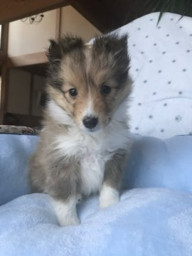 シェットランドシープドッグ【茨城県・女の子・2019年12月10日・セーブル】の写真「小ぶりのキュートな女の子　」