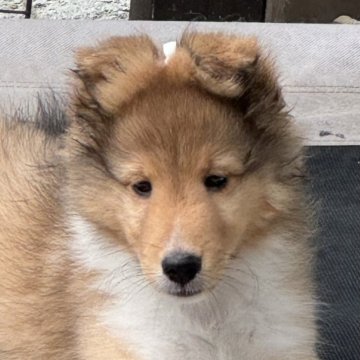 シェットランドシープドッグ【茨城県・男の子・2024年5月31日・セーブル】の写真「お顔が可愛く性格も可愛い💕」