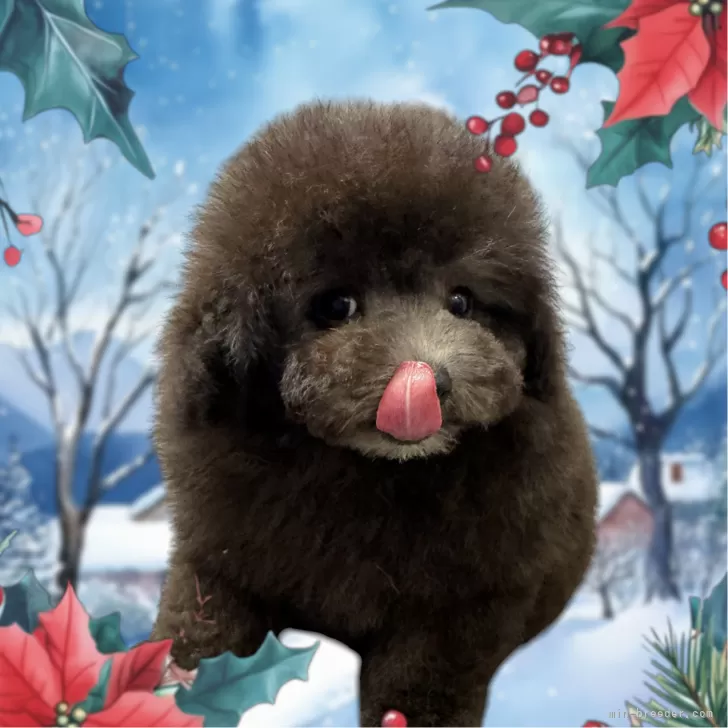 ID：2411-03457の子犬