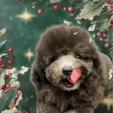 タイニープードル【神奈川県・男の子・2024年3月29日・シルバー】の写真2