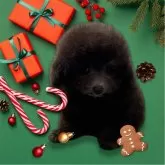 タイニープードル【神奈川県・男の子・2024年3月29日・シルバー】の写真3