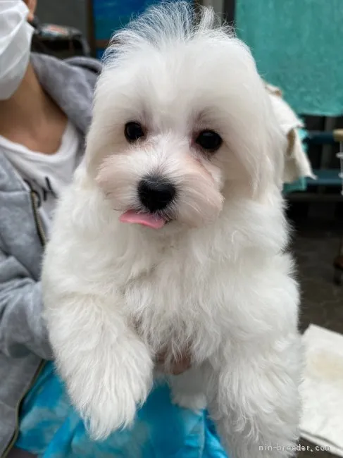 ID：2105-02445の子犬