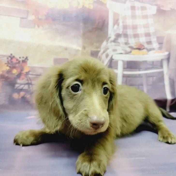 ID：2309-00900の子犬