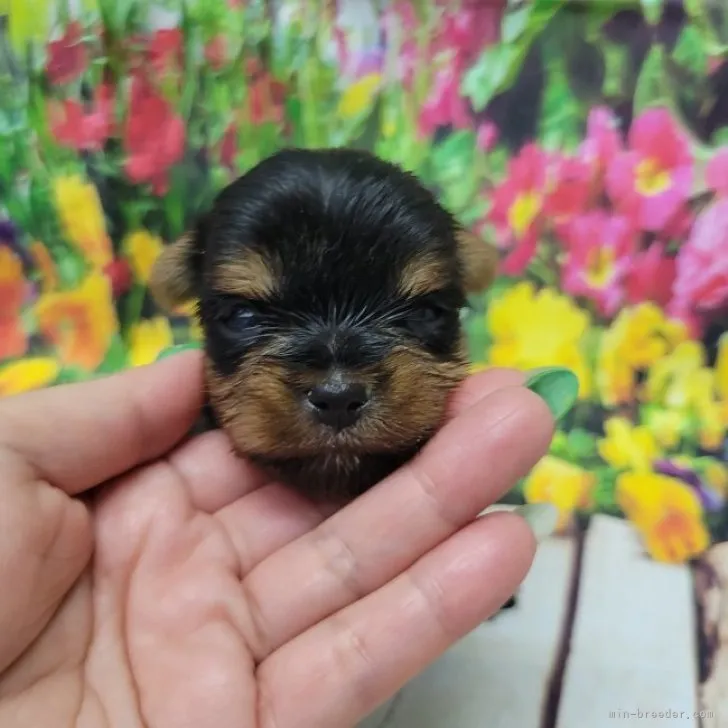 ID:2304-04946の子犬