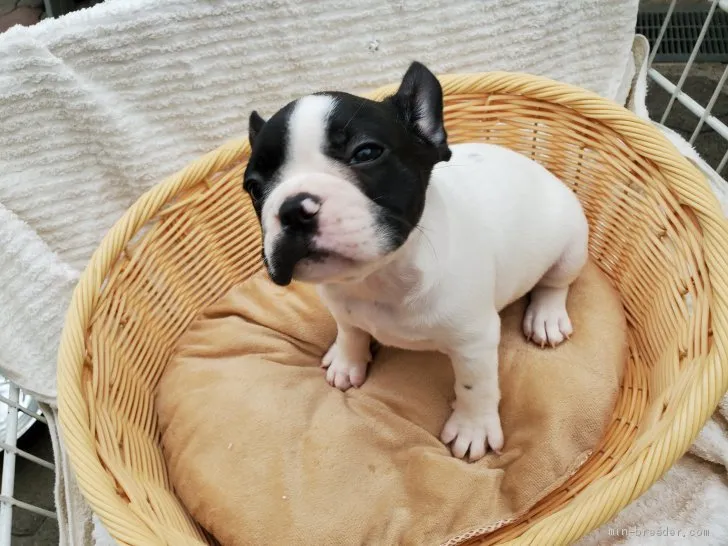 ID:2106-03548の子犬