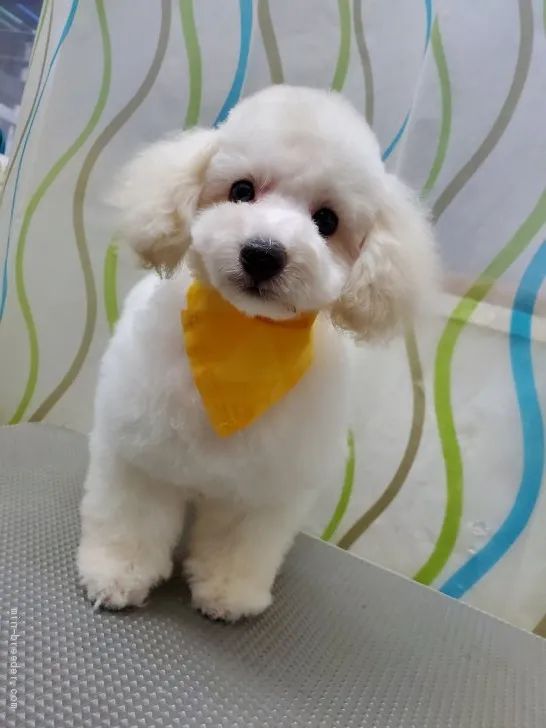 ID：2101-02837の子犬