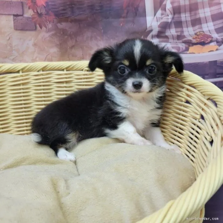 ID:2210-02673の子犬