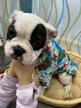 フレンチブルドッグ【神奈川県・男の子・2021年4月16日・パイド】の写真「とってもキュートな男の子(∩´ω`∩)」