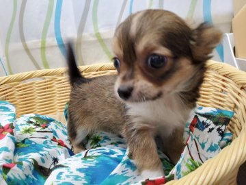 チワワ(ロング)【神奈川県・男の子・2021年6月21日・フォーン、ホワイト】の写真「とっても元気！とっても甘えん坊！」