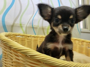 チワワ(ロング)【神奈川県・女の子・2021年7月4日・ブラックタン】の写真「元気で優しい女の子です☺️」