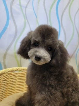 トイプードル(タイニー)【神奈川県・男の子・2021年8月10日・シルバー】の写真「じっとしてられないんです(笑)」