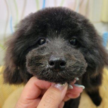 トイプードル(タイニー)【神奈川県・男の子・2021年9月24日・ブラック】の写真「７ヶ月ですがかなり小さいです✨」
