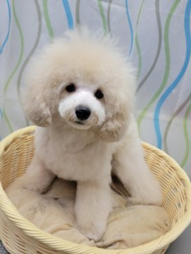 トイプードル(トイ)【神奈川県・男の子・2021年7月5日・ペール・フォーン】の写真「元気いっぱいおっきめしっかりです٩(๑❛ᴗ❛๑)۶」