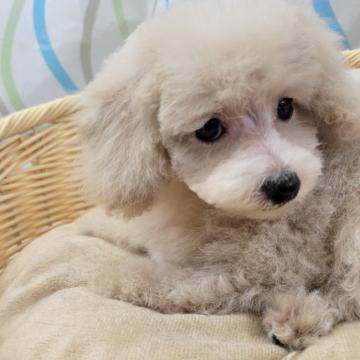 トイプードル(タイニー)【神奈川県・男の子・2022年4月14日・ペールフォーン】の写真「可愛くて元気な男の子👦」