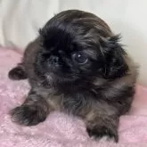 ペキニーズ【岡山県・女の子・2024年12月5日・フォーン】の写真2