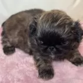 ペキニーズ【岡山県・女の子・2024年12月5日・フォーン】の写真3