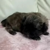 ペキニーズ【岡山県・女の子・2024年12月5日・フォーン】の写真4