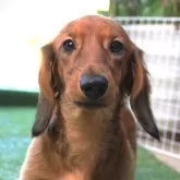 ミニチュアダックスフンド(ロング)【茨城県・男の子・2025年3月30日・レッド】の写真13