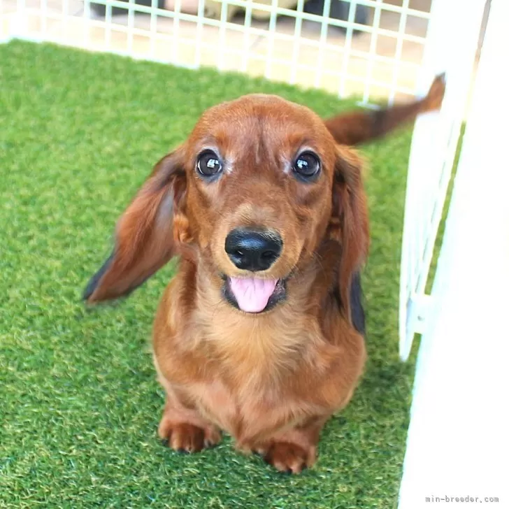 ID:2505-05211の子犬