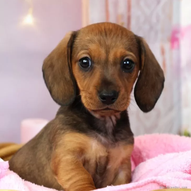 ID：2502-05604の子犬