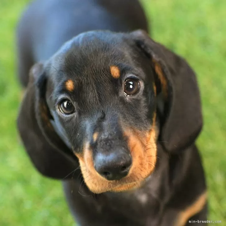 ID：2508-05155の子犬