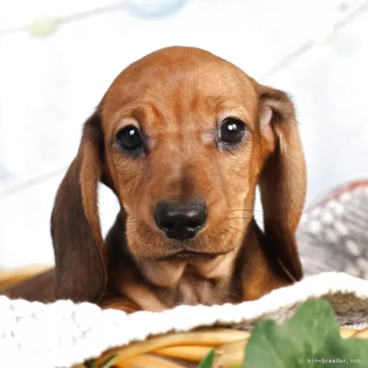 ID:2508-05157の子犬