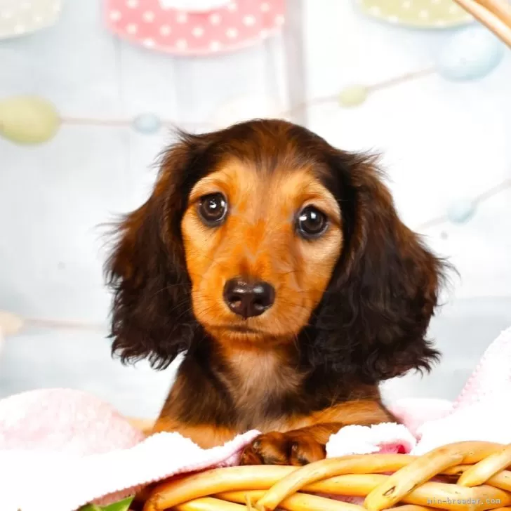 ID:2507-00156の子犬
