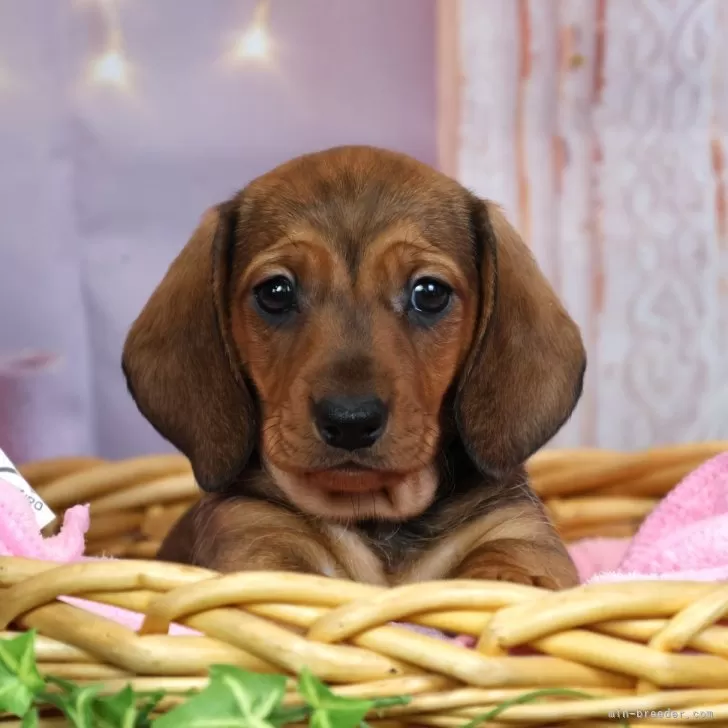 ID:2502-05607の子犬