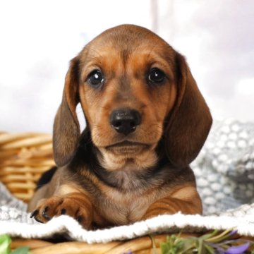 ミニチュアダックスフンド(スムース)【茨城県・女の子・2025年9月21日・レッド】の写真「両親ともにJKCチャンピオンです！きれいな女の子」