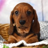 ミニチュアダックスフンド(スムース)