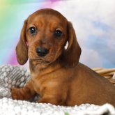 ミニチュアダックスフンド(スムース)