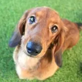 ミニチュアダックスフンド(ロング)【茨城県・男の子・2025年3月30日・レッド】の写真1「甘え上手なので、兄妹の中でも要領がいい頭の良い子です。」