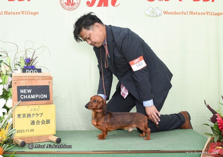 ミニチュアダックスフンド(スムース)【・男の子・2022年7月8日・レッド】「JKCチャンピオンストレートで完成」