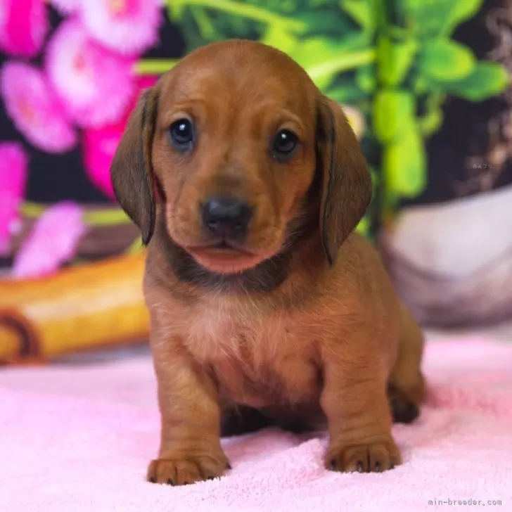 ID：2405-01925の子犬
