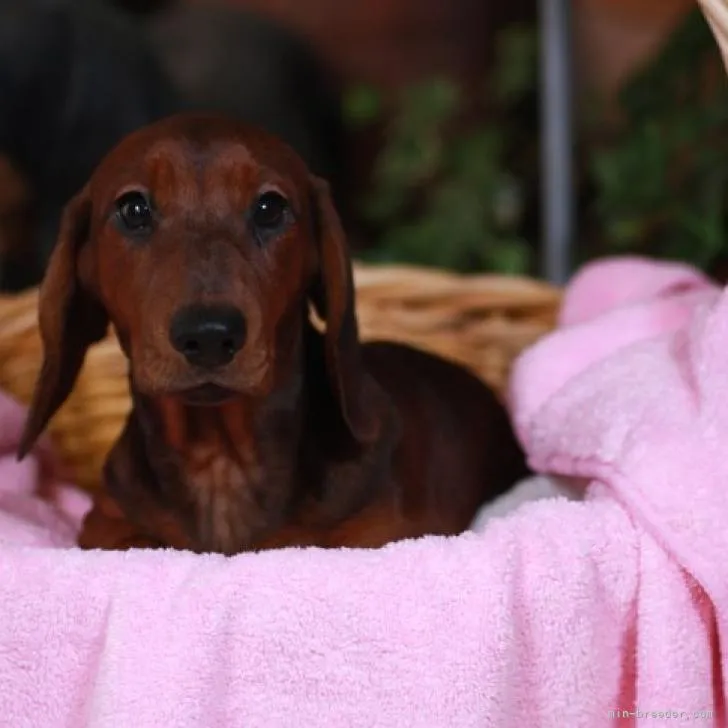 ID：2211-00759の子犬