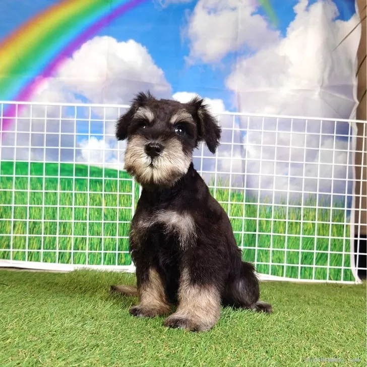 ID:2408-06931の子犬