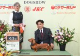 ミニチュアダックスフンド(ロング)【・女の子・2021年11月14日・レッド】「ルナのチャンピオン完成前にグループ２席をいただきました。」