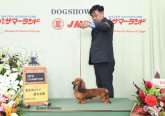 ミニチュアダックスフンド(ロング)【・女の子・2021年11月14日・レッド】「ルナ　ＪＫＣチャンピオン完成」