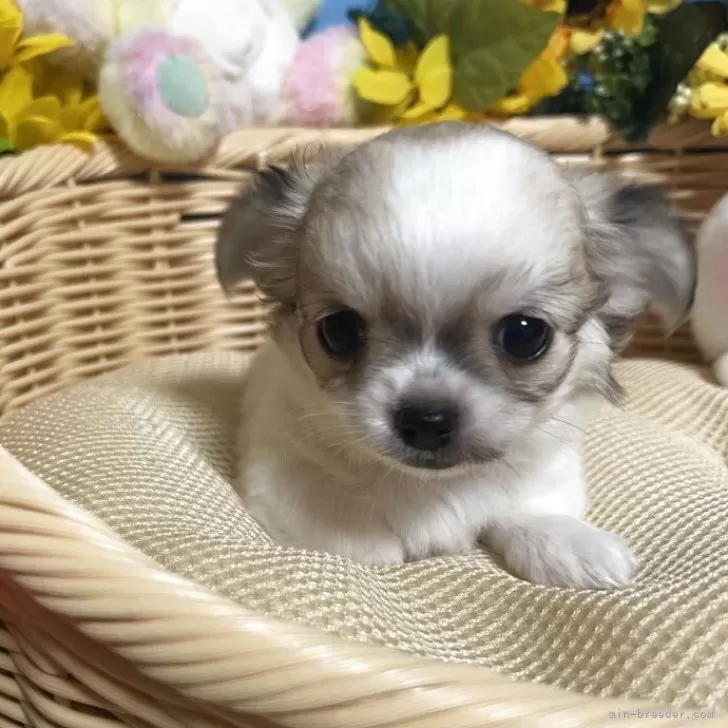 ID：2505-05002の子犬