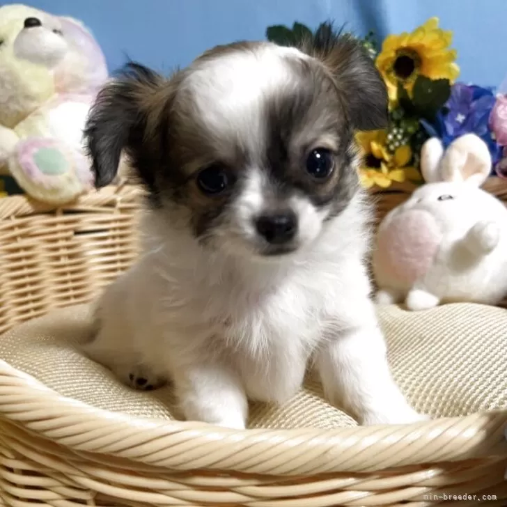 ID:2505-05618の子犬