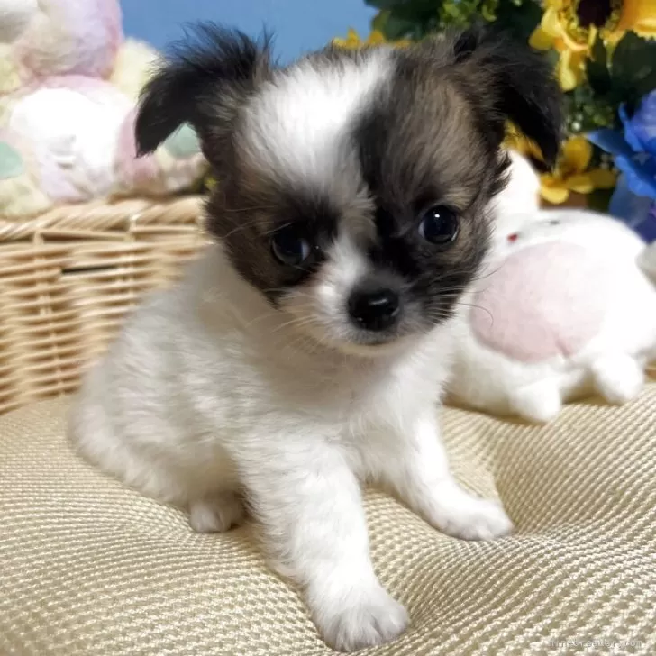 ID：2507-02175の子犬