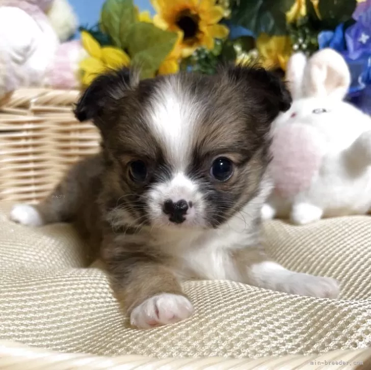 ID：2505-03871の子犬
