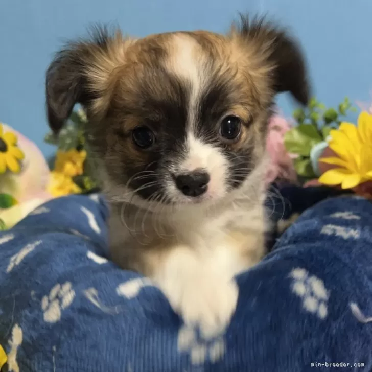 ID:2501-04339の子犬