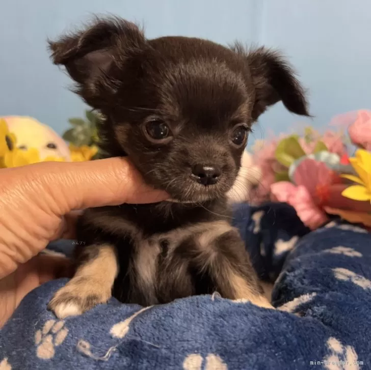 ID:2412-01267の子犬