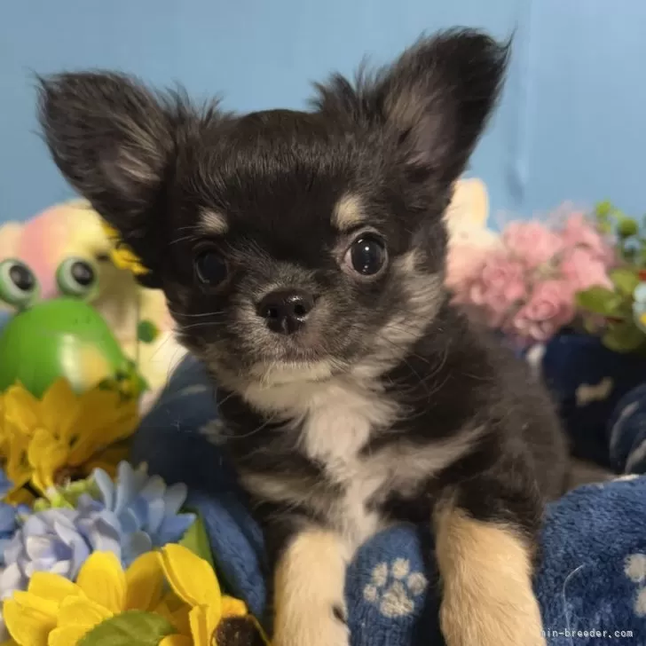 ID：2412-07713の子犬