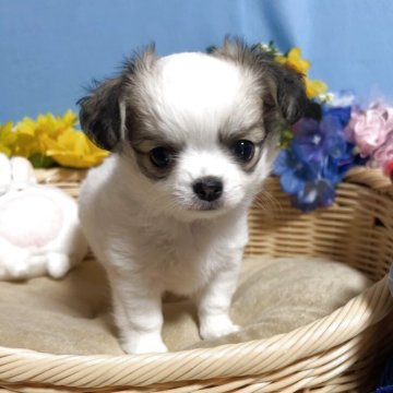 チワワ(ロング)【福岡県・女の子・2025年9月19日・パーティー】の写真「お顔まん丸鼻ぺちゃ小振りでかわいい女の子です♪」