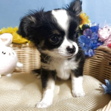 チワワ(ロング)【福岡県・男の子・2025年6月24日・トライカラー】の写真「お顔まん丸鼻ぺちゃでかわいい男の子です♪」