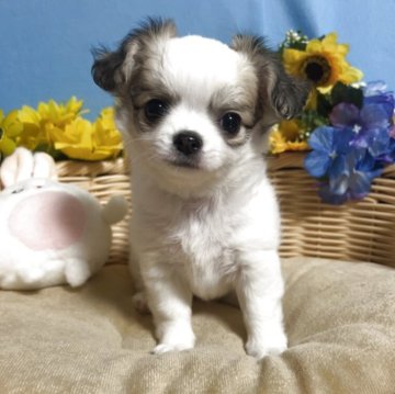 チワワ(ロング)【福岡県・女の子・2025年9月19日・パーティー】の写真「お顔まん丸鼻ぺちゃ小振りでかわいい女の子です♪」