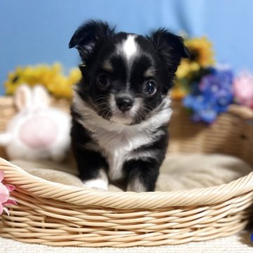 チワワ(ロング)【福岡県・男の子・2025年10月30日・トライカラー】の写真「お顔まん丸鼻ぺちゃでかわいい男の子です♪」