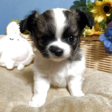 チワワ(ロング)【福岡県・女の子・2025年9月19日・パーティー】の写真「お顔まん丸鼻ぺちゃ小振りでかわいい女の子です♪」